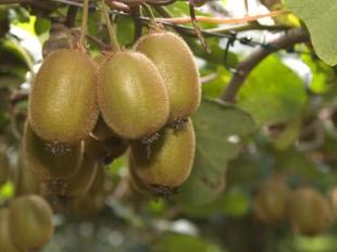 Plantación de kiwi