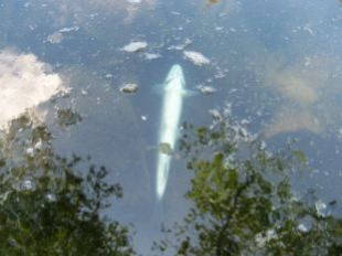 A acidez do río, provocada polas obras da autovía Ferrol-Vilalba, provocou a mortaldade de peixes