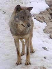 Os velenos e a caza furtiva ameazan o lobo