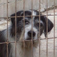 Iñaki, no refuxio de animais de Ponteareas / Imaxe: http://www.colectivoanimal.com/